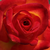 Jaune-rouge - Rosiers floribunda - Alinka